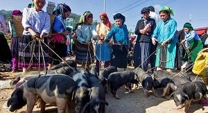Dong Van Market, Ha Giang Province, Vietnam