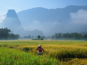 A Tay Ethnic Woman are working in the rice fields
