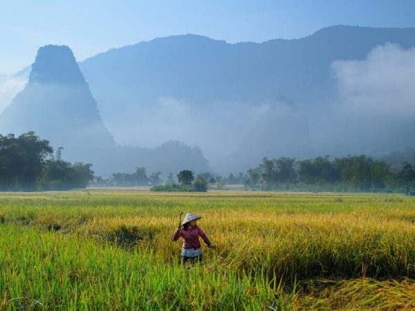 A Tay Ethnic Woman are working in the rice fields