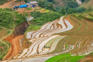 Working in the rice field in Y Linh Ho village