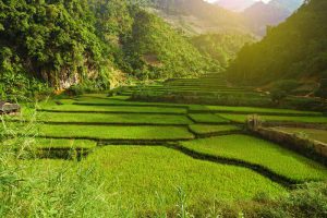 Green Terraced Rice Field in Mai Chau